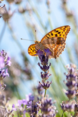 Papilio Argynnis paphia on lavender angustifolia, lavandula