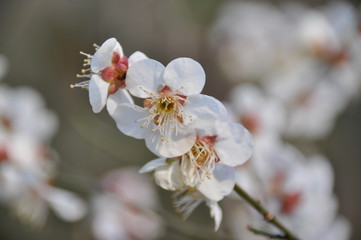 梅の花