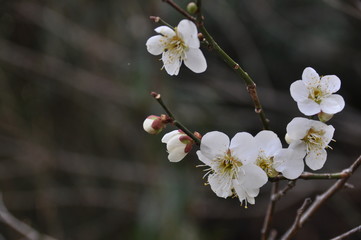 梅の花