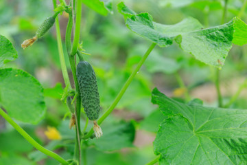A healthy bright green organic cucumber grows and hangs on a branch in a private garden in spring, summer and autumn for vegetarian