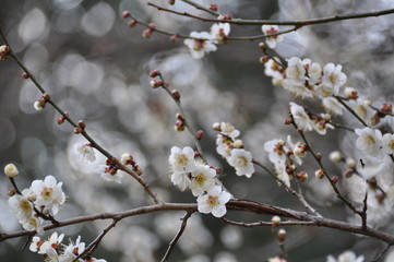 梅の花