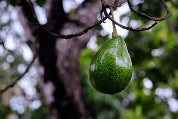 Avocado in a tree
