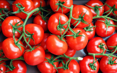 red tomato group of tomatoes