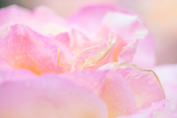 Fototapeta na wymiar 東京のバラ