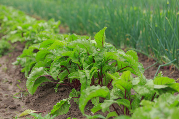 A close up of a bunch of organic reet growing on a garden bed in a private garden for vegetarians