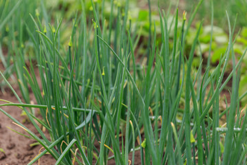  A blurred close up of a row of bright green high onions growing on a garden bed in a greenhouse for vegetarians.in summer and spring