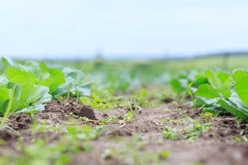 A close up of garden beds with organic vegetables soil and a little sprout in a private garden in summer and spring