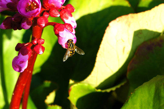 A bee sits on a pink flower on a background of green leaves. Close-up.