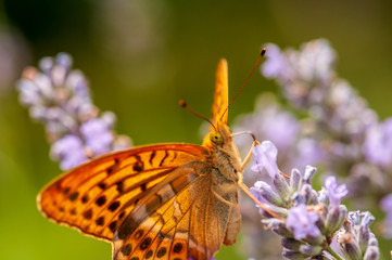 Papilio Argynnis paphia on lavender angustifolia, lavandula