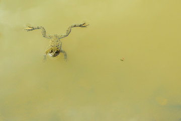 Frog in the swamp.