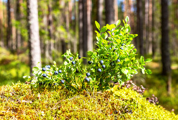 Bush of a ripe blueberry on the blurred background