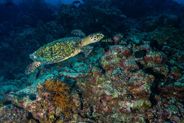 Naklejka na ściany i meble Sea Turtle at the Maldives