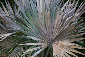 Bismarckia Palm growing near Kuranda in Tropical North Queensland, Australia