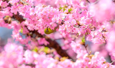 満開の河津桜とメジロ