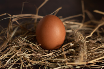 egg on dark background