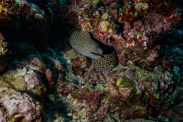 Eel at the Maldives