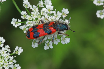 31.05.2018 DE, RLP, Niederzissen, Bausenberg Gemeiner Bienenk„fer Trichodes apiarius