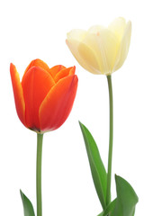白とオレンジ色のチューリップ