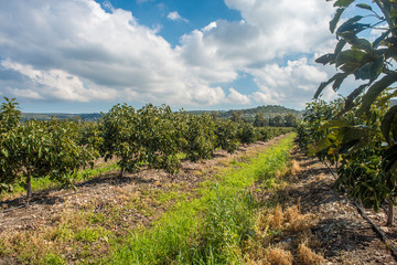 Obraz premium Avocado plantation field
