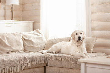 Cute big white dog lies on a sofa in a cozy country house and looks into the camera. Concept of happy pets