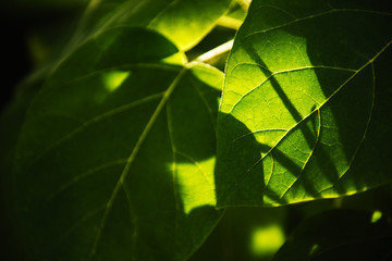 Green fresh leaves background througth the light.