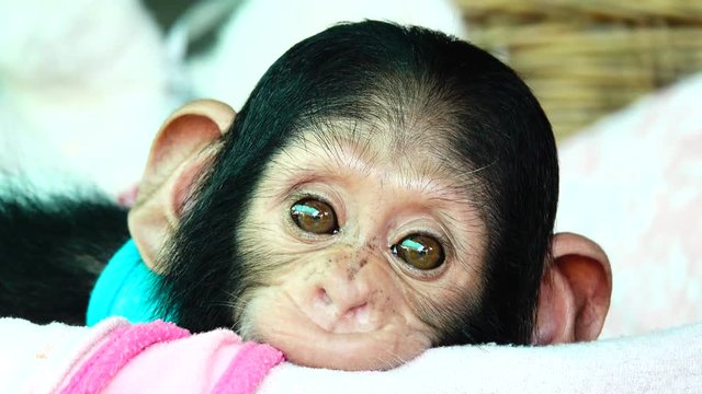  4K The eye baby portrait of a baby chimpanzee.