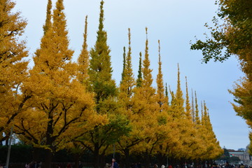 神宮外苑のイチョウ並木