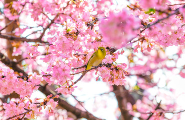 満開の河津桜とメジロ