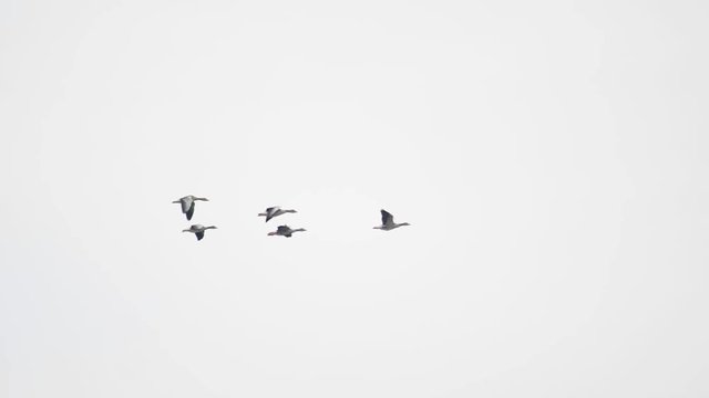 Flock of wild geese flying in v-shape on blue sky