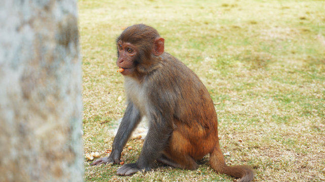 Funny monkey lives in a natural forest of China, Hainan