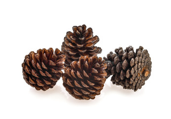 Fototapeta premium Pinaceae on white background