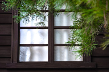 old style Japanese window and white fabric inside. the green pine tree on front