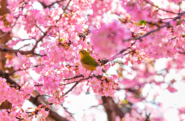 満開の河津桜とメジロ