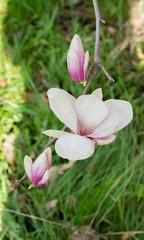 magnolia flower with buds on a background of green
