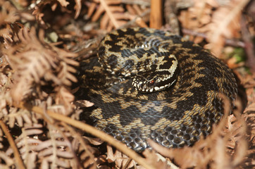 A beautiful Adder (Vipera berus) snake just out of Hibernation basking in the morning sunshine.	