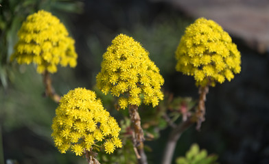 fleurs jaunes