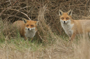 Two magnificent Red Fox (Vulpes vulpes) searching for food to eat at the edge of shrubland.