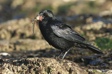 A Carrion Crow (Corvus corone) perching on a rock on a beach in the UK with a fish in its beak...