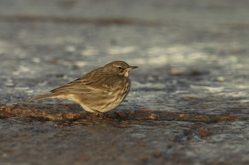 A pretty Rock Pipit (Anthus petrosus) searching for food on the shores of the Moray Firth in north east Scotland.	