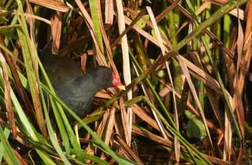 A Moorhen (Gallinula chloropus) hiding in the Reeds along the bank of a river.