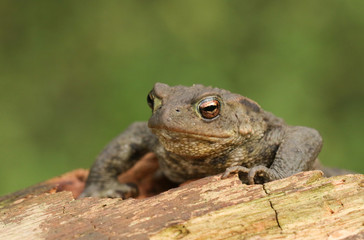 A Common Toad (Bufo bufo) climbing over an old log.