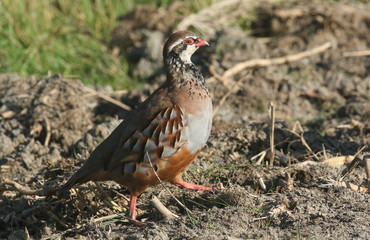 A Red-Legged Partridge (Alectoris rufa) walking at the edge of a field.