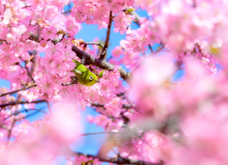 満開の河津桜とメジロ
