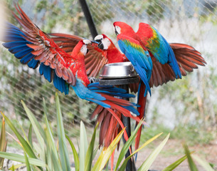 perroquet ara © Bernard