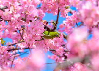 満開の河津桜とメジロ