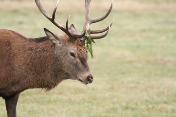Naklejka na ściany i meble A head shot of a large stag Red Deer (Cervus elaphus) with bracken on its Antlers.