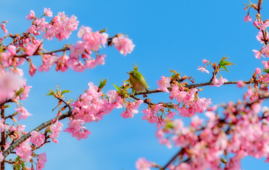 満開の河津桜とメジロ