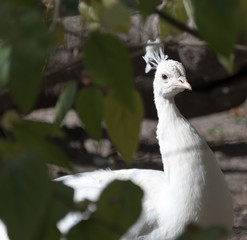 paon blanc