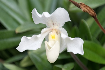 Fototapeta na wymiar orchidées