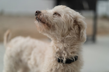 portrait of a dog happy with his face in the wind.